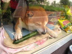 In Japan, You Can Buy Cigarettes from a Shibe Doge | Tokyo Desu