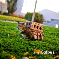 Presenting my cat, Yun Yun as the Catbus! This year’s costume is from Miyazaki’s animated film M ...