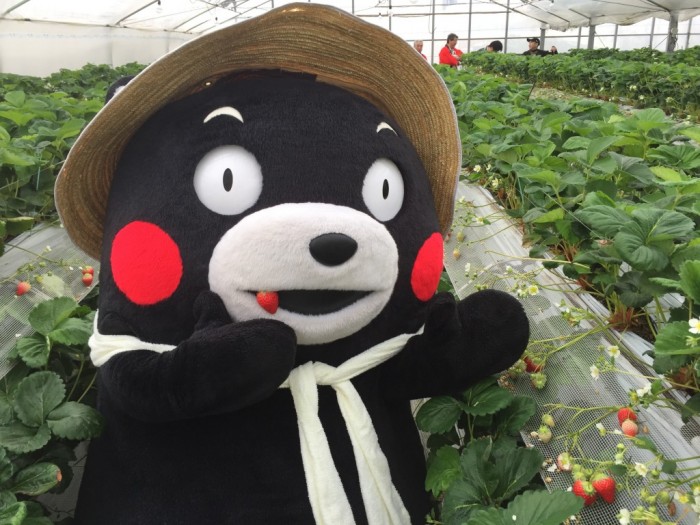 Kumamon is berry berry happy to see you!