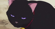 The cat from Darker than Black 黒の契約者 animated GIF