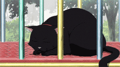 The cat from Darker than Black 黒の契約者 animated GIF
