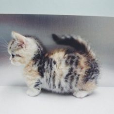 Say hello to my soon-to-be cat!